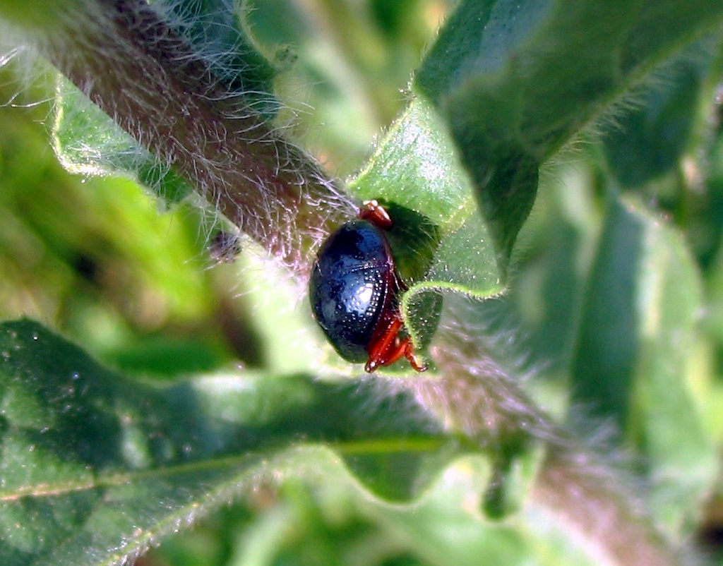 Chrysomelidae